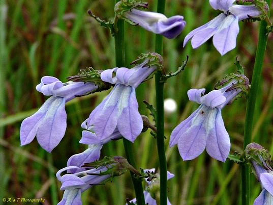 {Lobelia glandulosa}